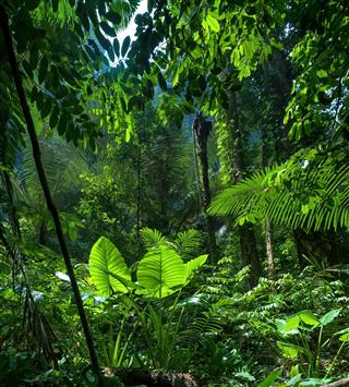 Green Jungle Forest