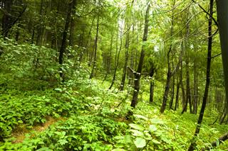 Thick Forest In Hdr