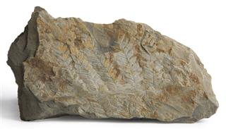Gray Shale Rock