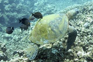 Green Sea Turtle Cleaned By Fish