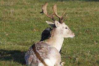 Jackdaw On Back Of Deer