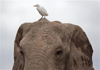 Elephant And Great Egret