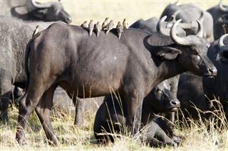Buffalo With Oxpeckers
