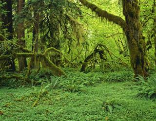 Hoh Rainforest Washington