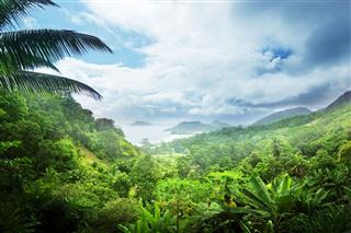 Jungle Of Seychelles Island