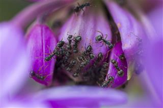 Ants on purple flower