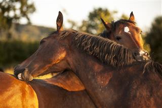 Brown Horses Scratching Each Other