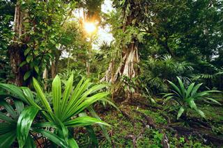 Enigmatic And Mysterious Rainforests