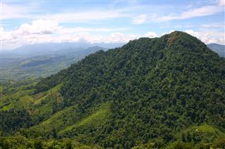 Rainforest Remnants On Mountains
