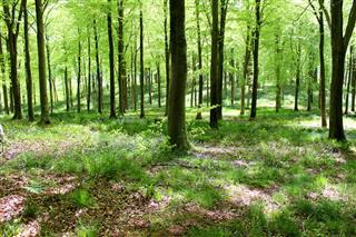 Common European Beech Trees