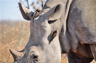 White Rhinoceros With Red Billed Oxpeckers