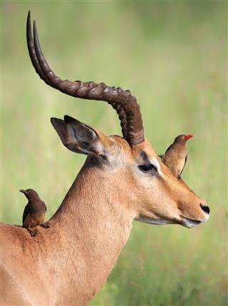 Red Billed Oxpeckers Sitting On Impala