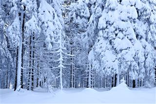 Wild Winter Landscape Spruce Tree