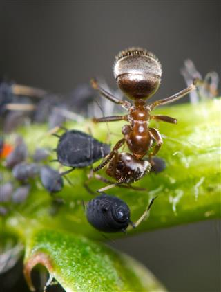 Ant And Aphids