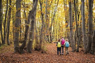 Kids Hiking In Autumn Beech Forest