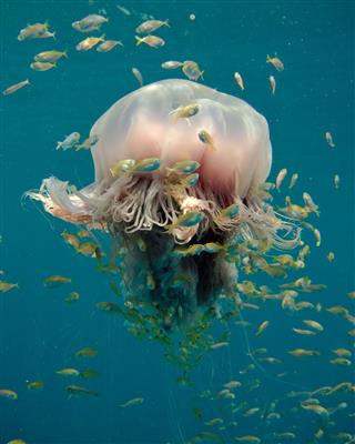 Large Tropical Jellyfish