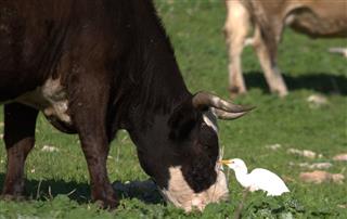 Cow With Cattle Egret
