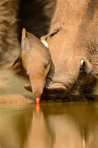 Red Billed Oxpecker On Nose Of Warthog
