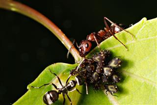 Ants And Aphids