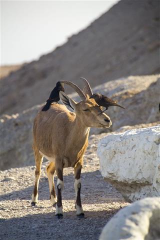Birds Eating Parasites From Ibex