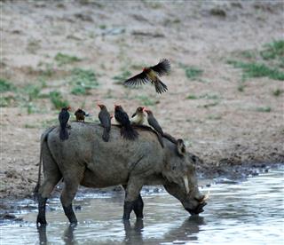 Warthog With Red Billed Oxpeckers