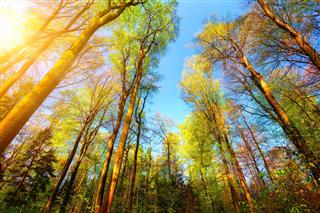 Colorful And Sunny Forest Scenery