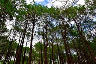 Pretty Lush Green Pine Forest