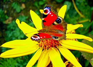 Colorful Butterfly On A Yellow Blossom