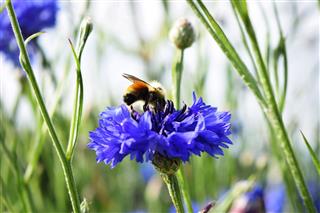 Honeybee On Blue Flower