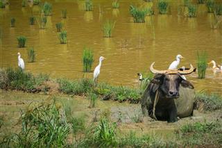 Water Buffalo And Cattle Egrets