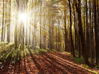 Autumnal Hardwood Forest With Sun Beam