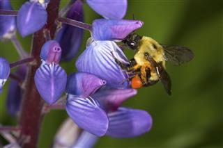 Bumblebee On Lupine Flower