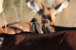 Red Billed Oxpeckers In Kruger Park