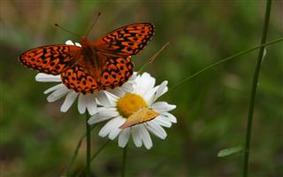 Orange Butterfly Resting On Daisy