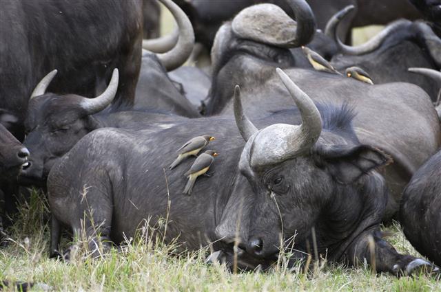Wild Cape Buffalo And Oxpeckers