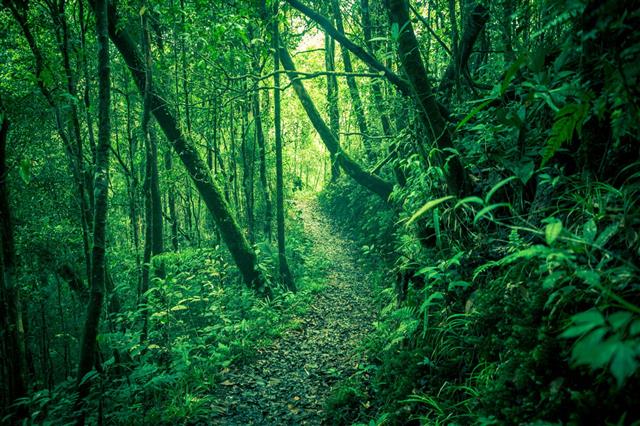 Green Jungle Borneo Island