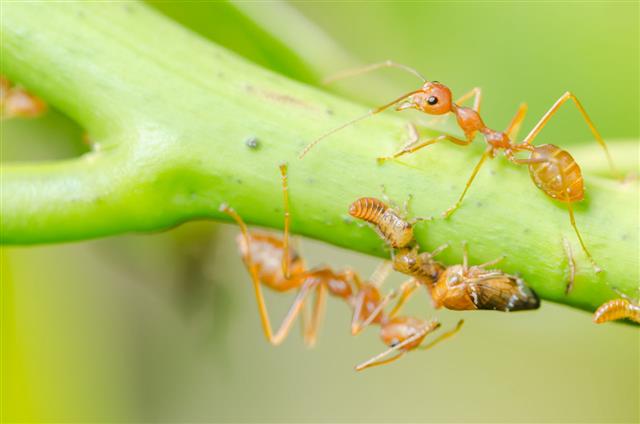 Red Ant And Aphid On Leaf