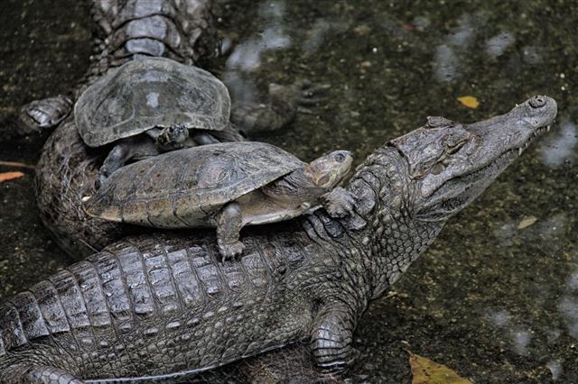 Turtles And Crocodiles