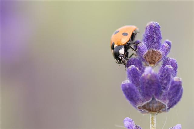 Ladybug On Lavender