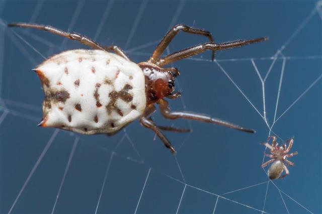 White Micrathena Catches Smaller Spider