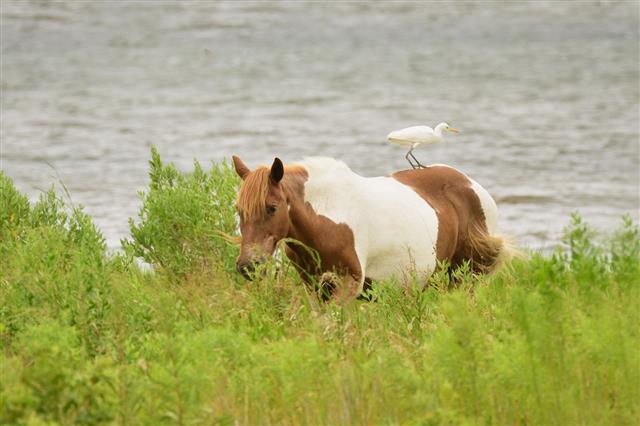 Chincoteague Pony And Cattle Egret