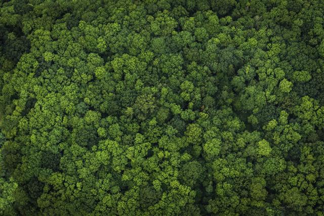 Green Forest Foliage Aerial View