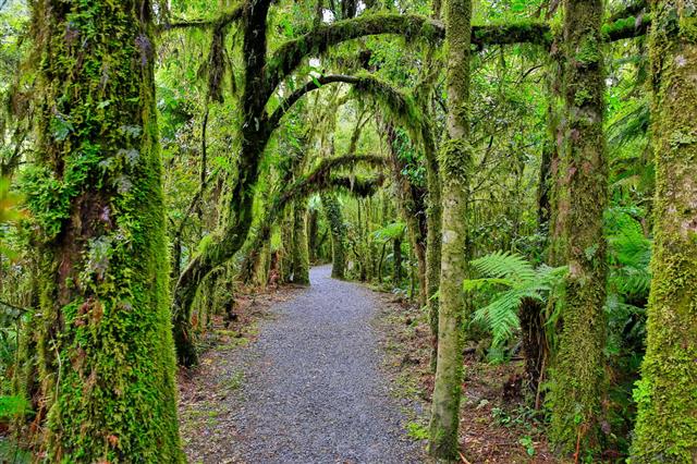 New Zealand Rain Forest