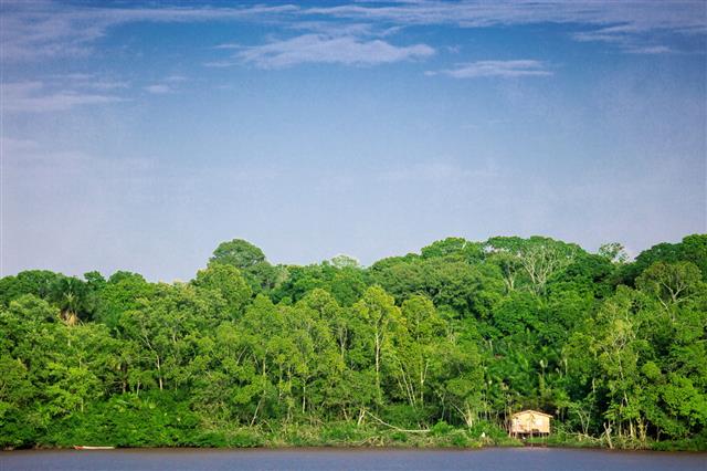 Poor House In The Amazon Forest