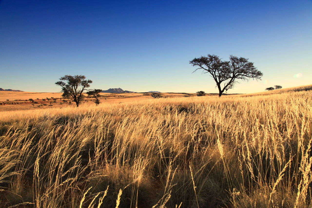 Africa Grasslands 62