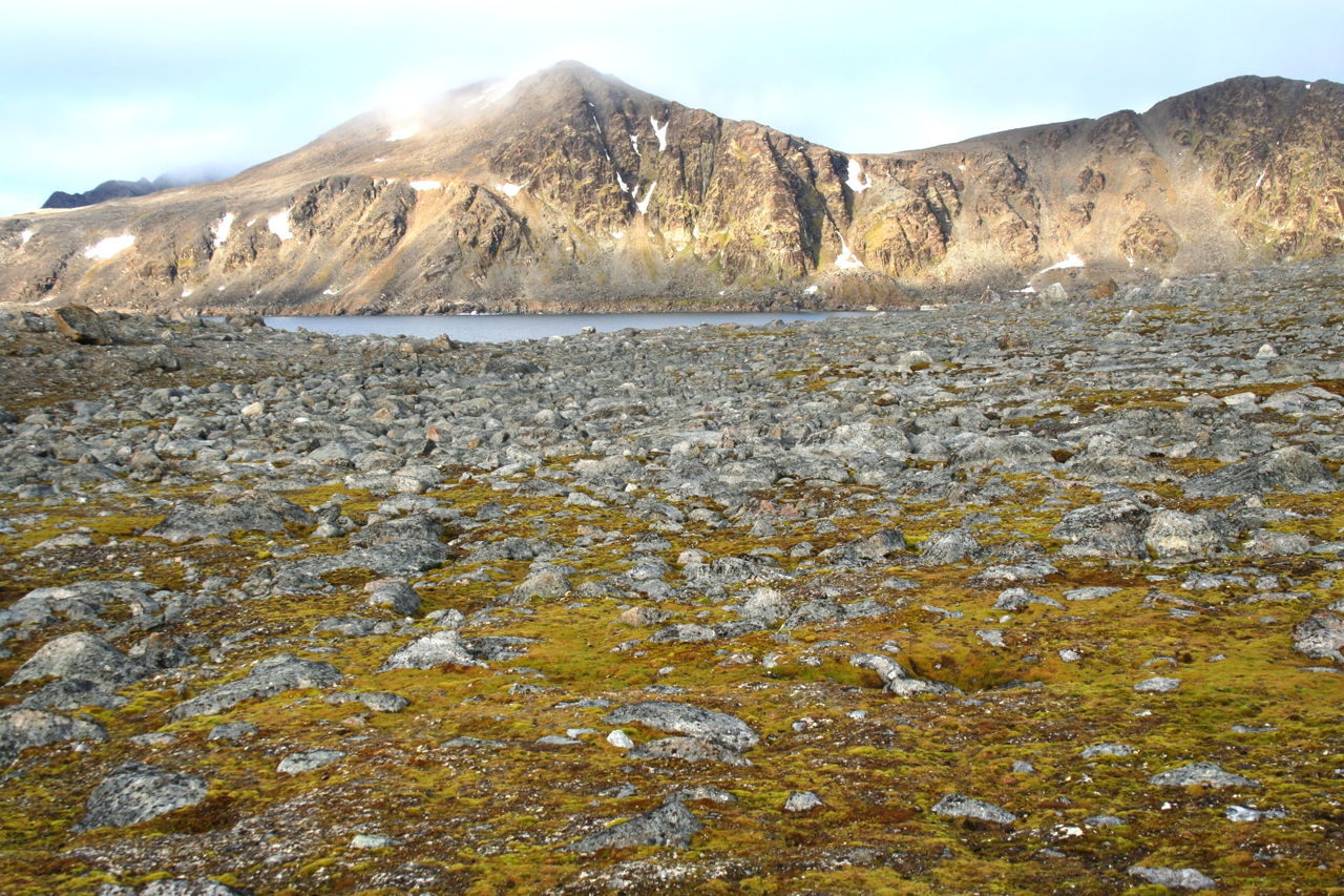 Tundra Biome: Interesting Info About its Plants and Animals - Science Struck