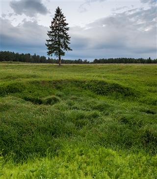 Lonely Pine Tree And Green Grass