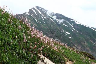 Alpine Meadow Flower