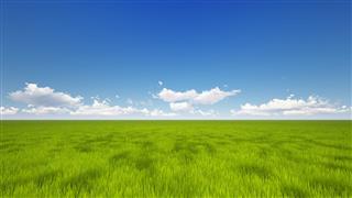 Vast Green Field With Blue Sky