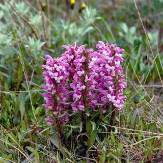 Flowers Pedicularis In The Tundra